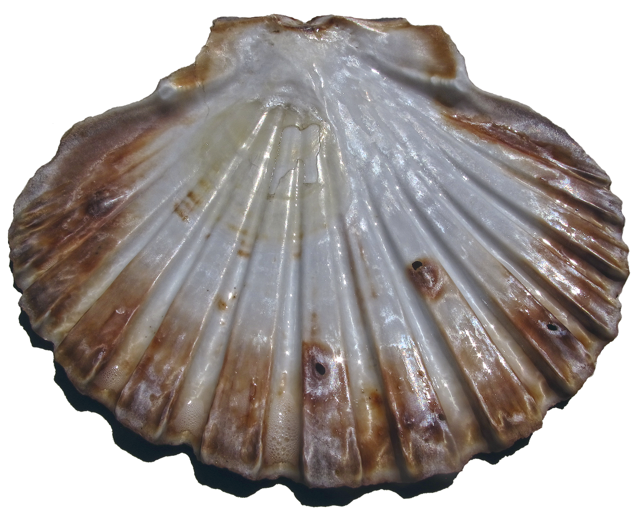 Coquille Saint-Jacques vide, propre, détourée